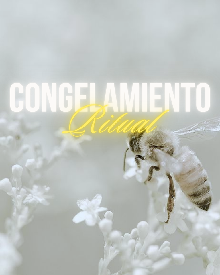 ✨Congelamiento: Recupera la conexión con tu persona